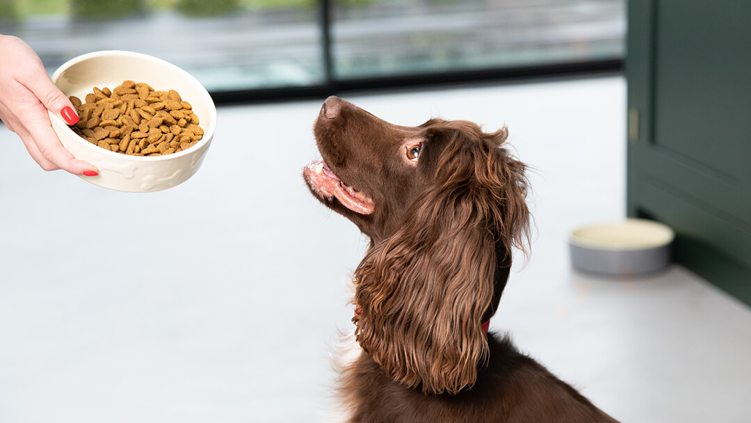 Good nutrition for dogs hotsell